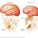 "The Ultimate Guide to Understanding Alzheimer’s Disease: Symptoms, Stages & Treatment"