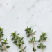 Fresh Thyme-Health Benefits and How to Use It