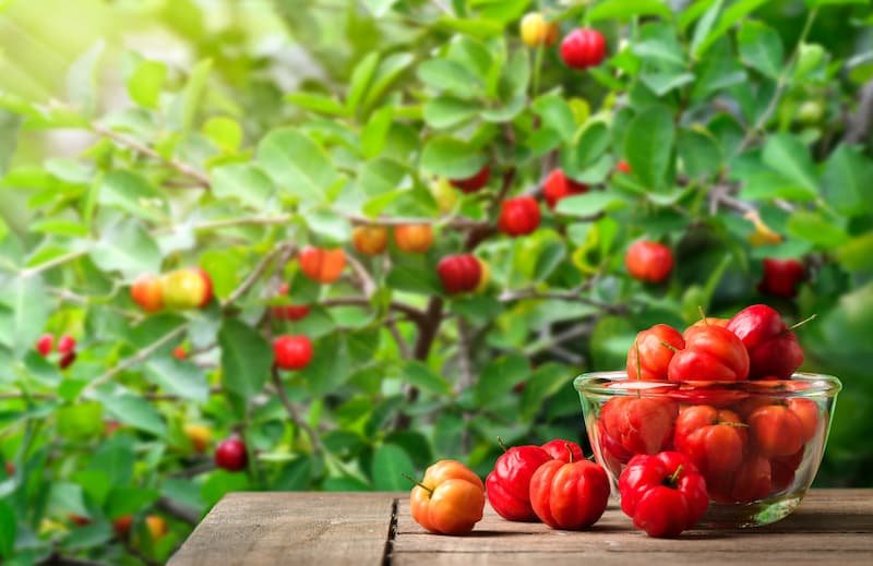 acerola superfruit benefits