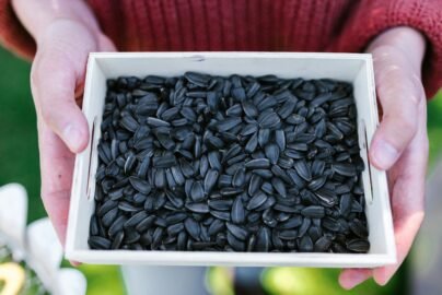 Nigella Seeds,Black Cumin-7 Proven Benefits & How to Use 2025