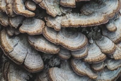 Turkey Tail Mushroom