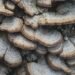 Turkey Tail Mushroom