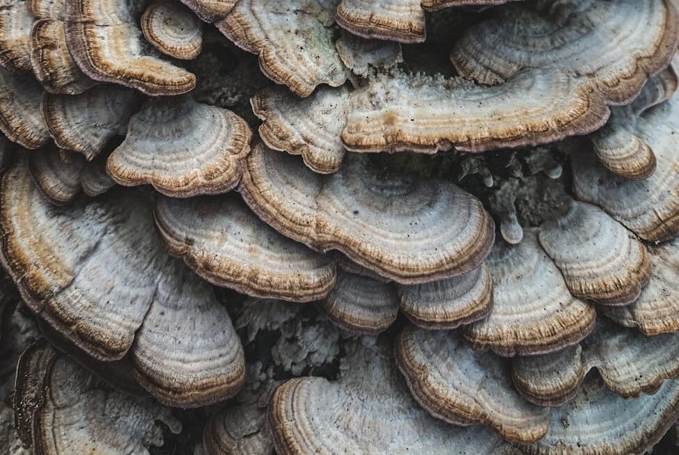 Turkey Tail Mushroom