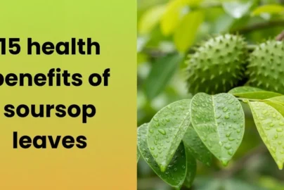 15 health benefits of soursop leaves