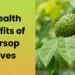 15 health benefits of soursop leaves